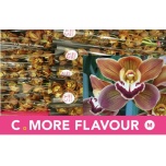 Cymbidium Tsümbiidium mini tokomaru sirocco 50cm