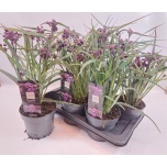 Tradescantia Tradeskantsia an js brainstorm 17cm