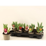 Tulp mix 4 colours 12cm