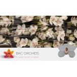 Cymbidium Tsümbiidium Vanity 50cm