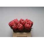 Protea Prootea Venus 35cm