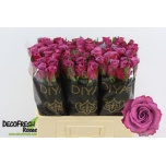 Roos 60cm Violet Hill+