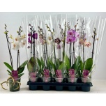 Phalaenopsis Kuuking mix 12cm h55 2õv