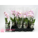 Phalaenopsis Kuuking other pink 9cm h25 1õv
