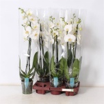 Phalaenopsis Kuuking other white 12cm h70 2õv
