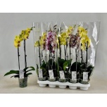 Phalaenopsis Kuuking mix 12cm h60 2õv