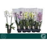 Phalaenopsis Kuuking mix 4 colours 12cm h45 2õv