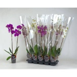 Phalaenopsis Kuuking mix 12cm h70 2õv