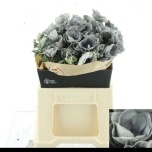 Anemone Tulikas Black paint