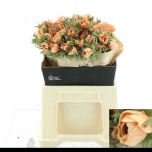 Anemone Tulikas Salmon paint