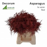 Asparagus paint Red 45cm pk