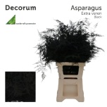Asparagus setaceus paint black 65cm pk