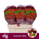 Chrysanthemum Krüsanteem SANTINI Autumn MIX*25