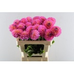 Dahlia Daalia Barbados 55cm