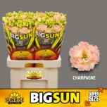 Eustoma Preeriakell Champagne Big Sun 70cm