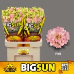 Eustoma Preeriakell Pink Big Sun 70cm