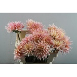 Dahlia Daalia Charleroi 55cm