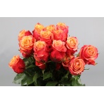 Roos EC 50cm Cherry Brandy