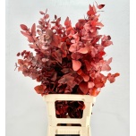 Dried Eucalyptus Cinerea paint Red 70cm (pk)