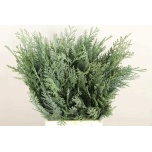 Conifer blue 50cm (pk)