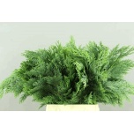 Conifer green 50cm (pk)
