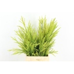 Conifer yellow 50cm (pk)