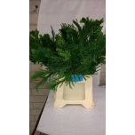 Cryptomeria cristata 45cm