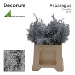 Asparagus Cwebe paint Silver 40cm pk
