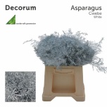 Asparagus Cwebe paint White 40cm pk