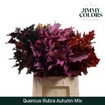 Quercus Tammeoks paint MIX 60cm (tk)*20