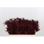 Eryngium Ogaputk paint Bordeaux 50cm