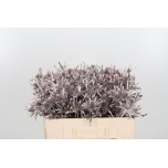 Eryngium Ogaputk paint Champagne 50cm