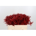 Eryngium Ogaputk Orion paint Red 50cm