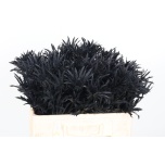 Eryngium Ogaputk paint black 50cm