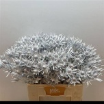 Eryngium Ogaputk paint White 60cm