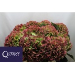 Hydrangea Hortensia royal grandeur classic 60cm*5
