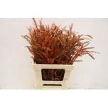 Grevillea paint Orange 50-55cm