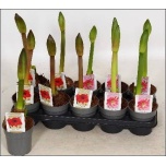 Hippeastrum Ratsuritäht 12cm h40