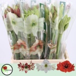 Hippeastrum Ratsuritäht mix rainbow 70cm