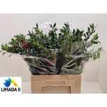 Ilex ov 60cm tk