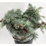 Juniperus blue pk