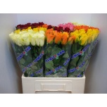 Roos 60cm Gem in Fust MIX (Kenfloraa)