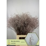 Lepidium Litterhein paint Champagne 70cm