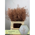 Lepidium Litterhein paint Copper 50-55cm