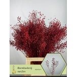 Lepidium Litterhein paint Red 70cm