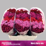 Chrysanthemum Krüsanteem SANTINI Merry Berry MIX*25