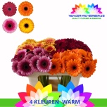 Gerbera MINI mix*20