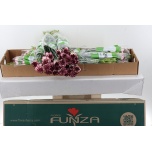 Dianthus Nelk ST Perfect*20