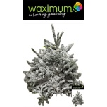 Abies Nobilis Nulg NORDMANN Lumine 5kg (pk)