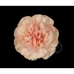 Dianthus Nelk ST Novia*20